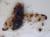 Melieria sp.
